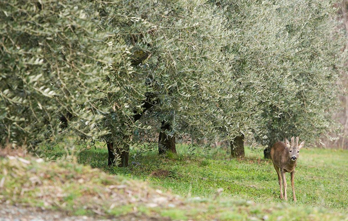 Apartamento La Casa Di Chianni La Pieve Exterior foto